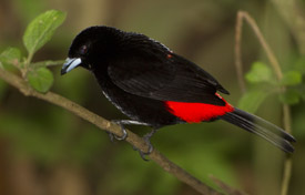 tanager